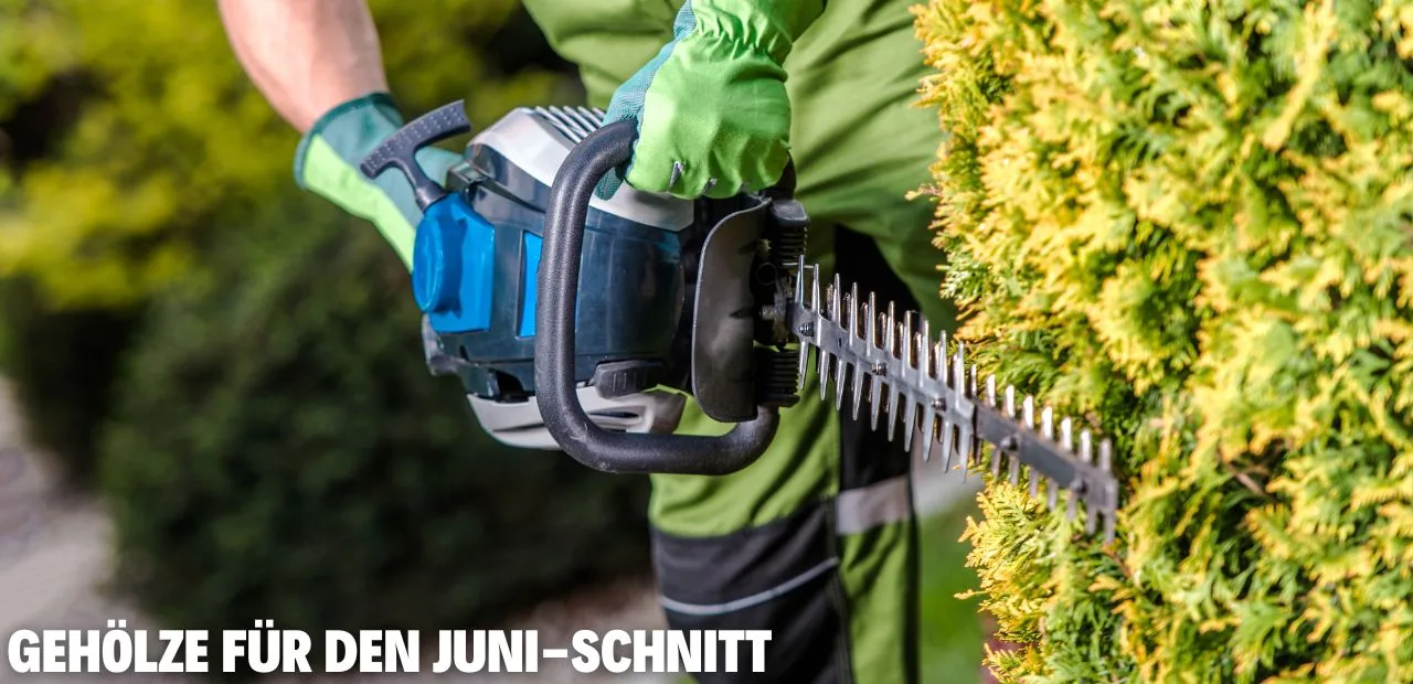 Gehölze für den juni-schnitt