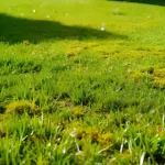Moos im Rasen loswerden - so klappt’s dauerhaft