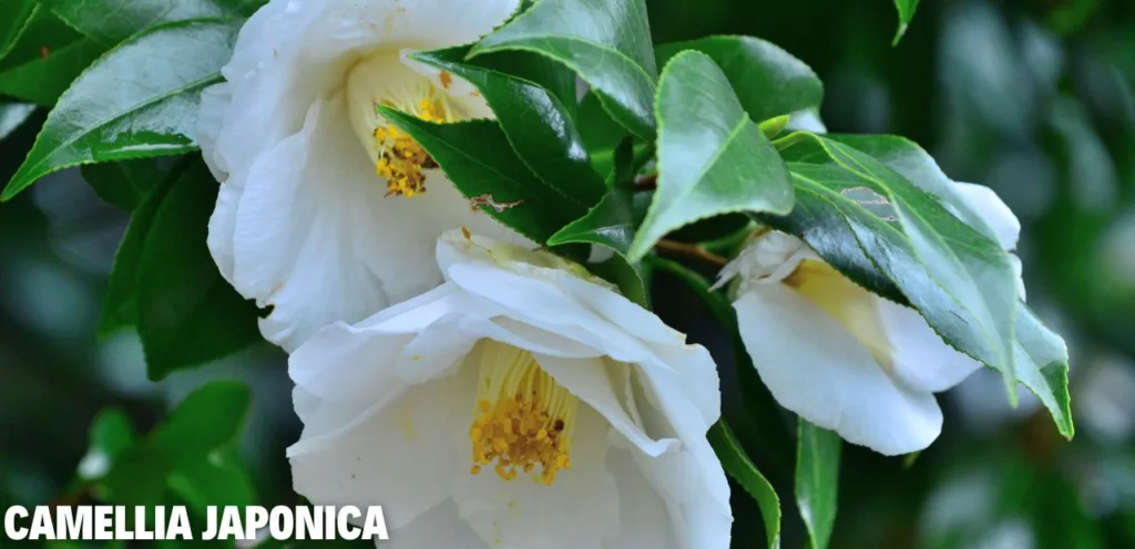 Diese 5 Gehölze darfst du im Juni auf keinen Fall schneiden! Camellia japonica