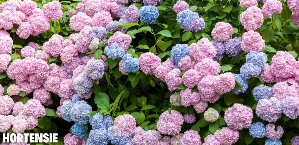 Diese 5 Sträucher machen jeden Garten schöner Diese 5 Straeucher machen jeden Garten schoener 1