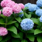 Diese 5 Sträucher machen jeden Garten schöner