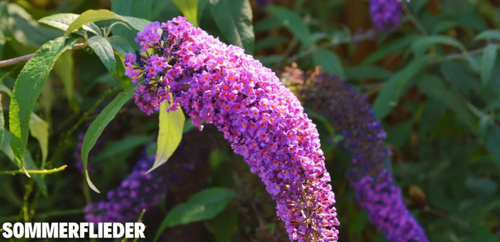 Diese 5 Sträucher machen jeden Garten schöner Diese 5 Straeucher machen jeden Garten schoener 2