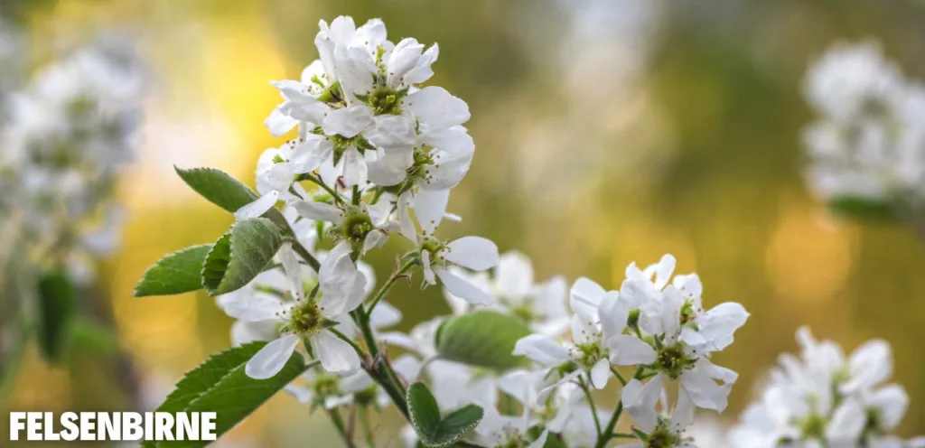Diese 5 Sträucher machen jeden Garten schöner Diese 5 Straeucher machen jeden Garten schoener 3