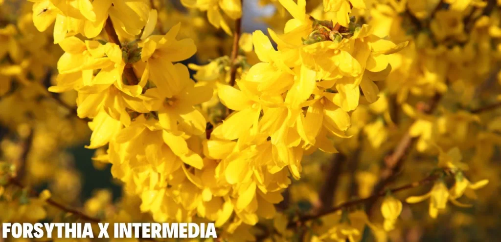 Diese 5 Gehölze darfst du im Juni auf keinen Fall schneiden! Forsythia x intermedia