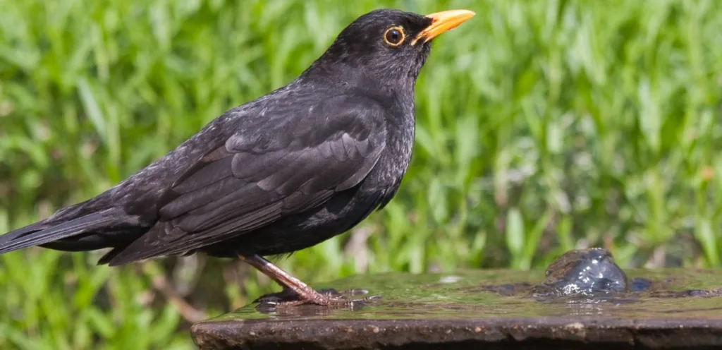 Gefahr für Wildvögel