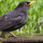 Gefahr für Wildvögel