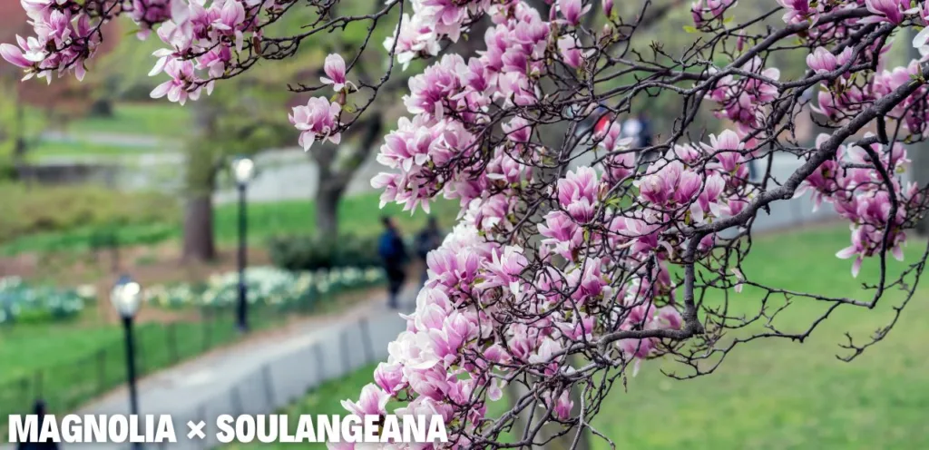 Diese 5 Gehölze darfst du im Juni auf keinen Fall schneiden! Magnolia × soulangeana