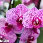 Orchideen düngen
