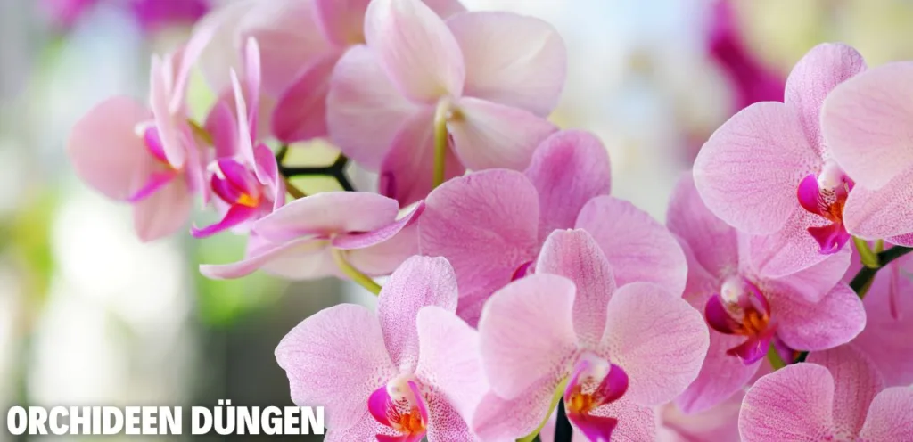Orchideen düngen - Dosierung, Tipps & Fehler vermeiden Orchideen duengen 2