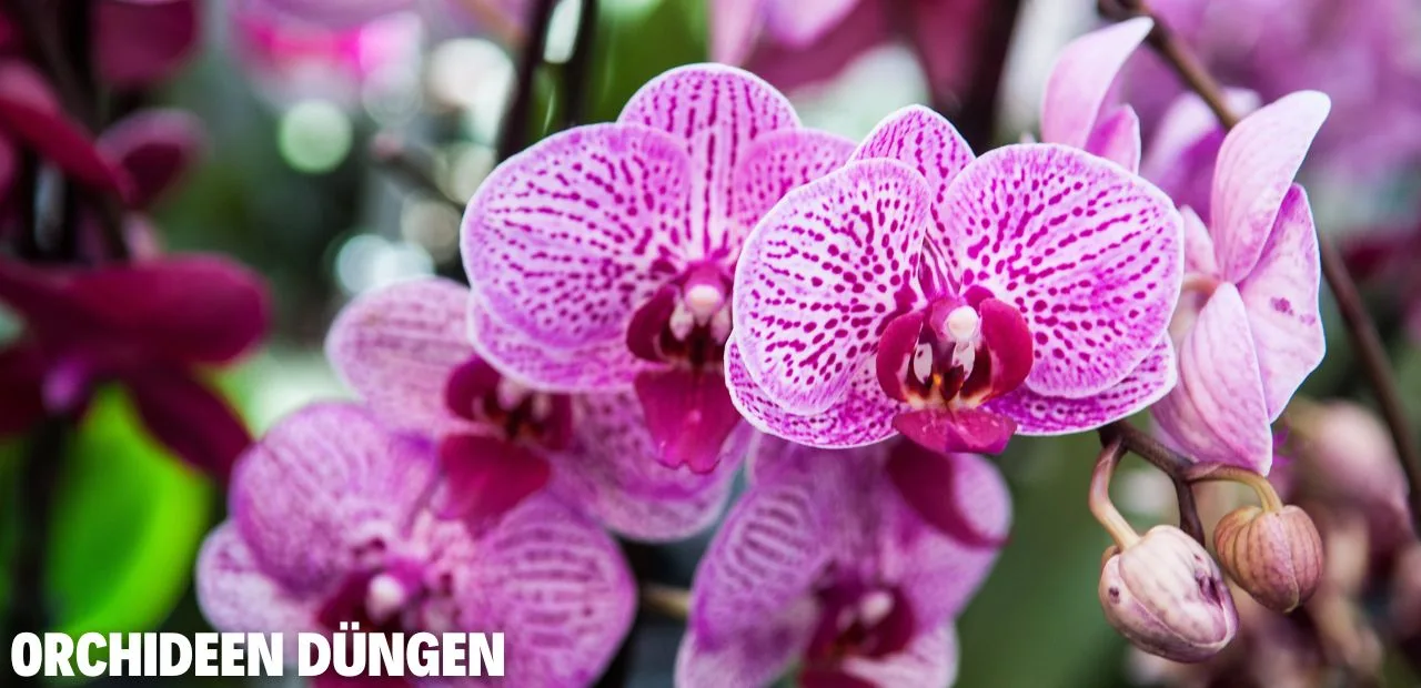 Orchideen düngen