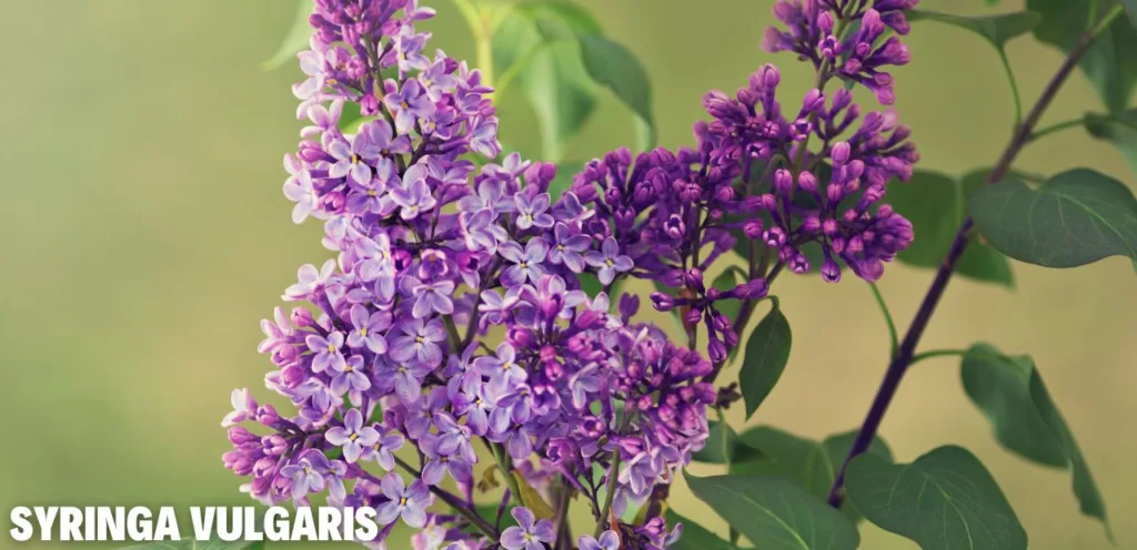 Diese 5 Gehölze darfst du im Juni auf keinen Fall schneiden! Syringa vulgaris