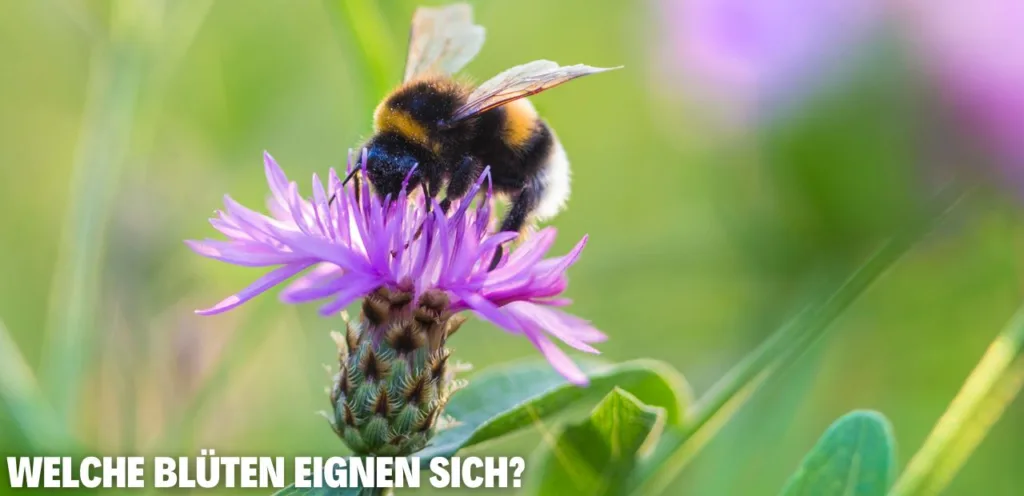 Hummeln im Garten – kleine Hilfestellungen Welche Blueten eignen sich