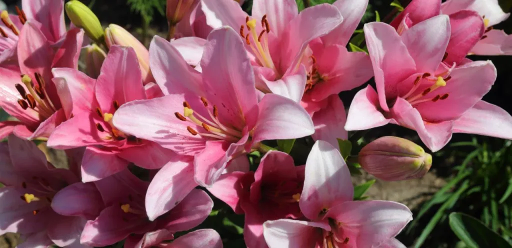 lilien pflanzen