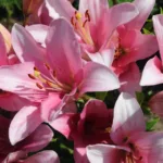 lilien pflanzen