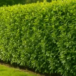 Hecke als Sichtschutz