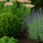 Winterharte Pflanzen für Gartenanfänger
