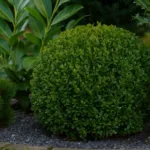 Pflanzen, die deinen Garten auch im Winter grün halten