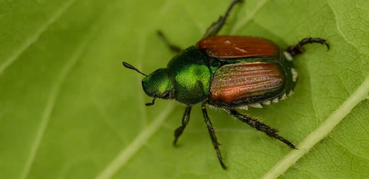 Japankäfer – neuer Schädling breitet sich in deutschen Gärten aus japankäfer schädling
