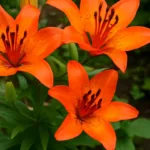 lilien überwintern