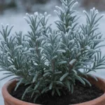 Rosmarin im Topf mit Frost überzogen im winterlichen Garten