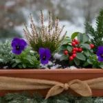 Blumenkasten im Winter bepflanzt mit Schneeheide, Veilchen und Scheinbeere auf verschneitem Balkon