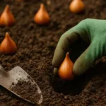 Gärtner pflanzt Blumenzwiebeln in lockere Erde – Schritt für Schritt zum farbenfrohen Frühlingsgarten.