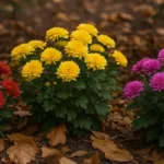 Bunte Chrysanthemen im Herbstbeet mit Laub – Tipps zum Chrysanthemen überwintern im Garten