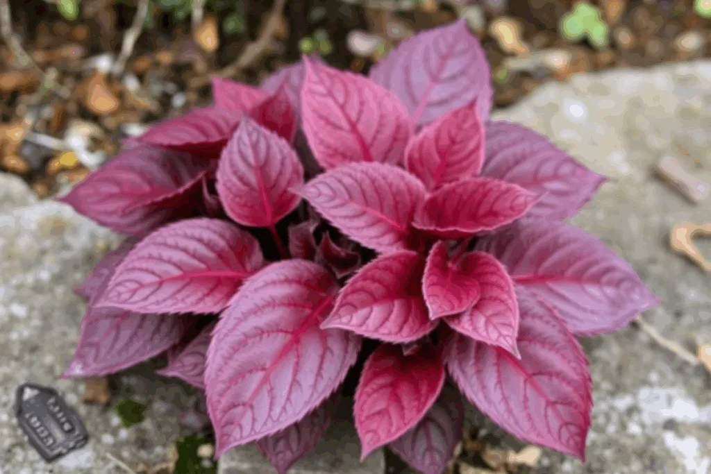 Bergenie mit rötlich gefärbten Blättern im Winter auf einem Grab