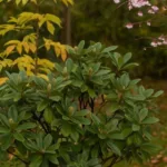 Herbstgarten mit Zierkirsche, Magnolie und Haselnuss – diese Gehölze solltest du im Oktober nicht schneiden.