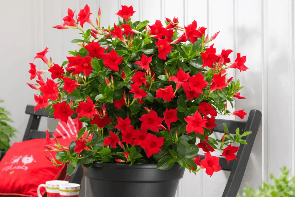Dipladenia überwintern - so gelingt es Schritt für Schritt Dipladenia im Topf mit roten Blüten auf Gartenbank