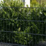 Doppelstabmattenzaun bepflanzen mit Kirschlorbeer – moderner Gartenzaun mit grüner, dichter Bepflanzung.