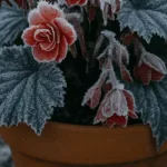 Knollenbegonie im Topf mit Frost überzogen – rote Blüten und gefrorene Blätter