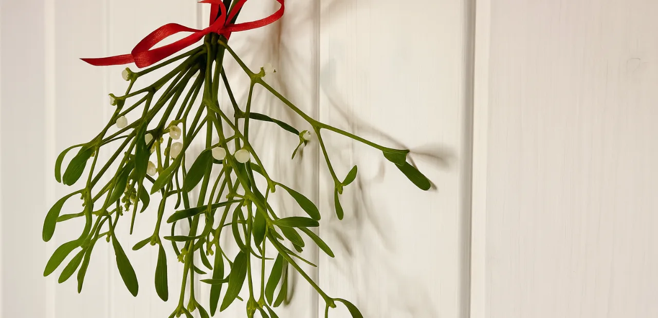 Mistelzweig Deko Weihnachten mit roter Schleife an weißer Holzwand