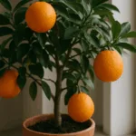 Orangenbaum im Topf am Fenster überwintern mit grünen Blättern und reifen Früchten