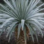 Palmlilie im Winter mit Raureif auf den Blättern – Tipps zum richtigen Überwintern der Palmlilie im Garten.