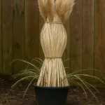 Pampasgras im Topf, für den Winter gebunden, im Garten vor Holzzaun platziert