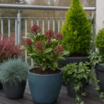 Winterfeste Balkonpflanzen in Töpfen mit Heide, Efeu und Koniferen auf Holzboden