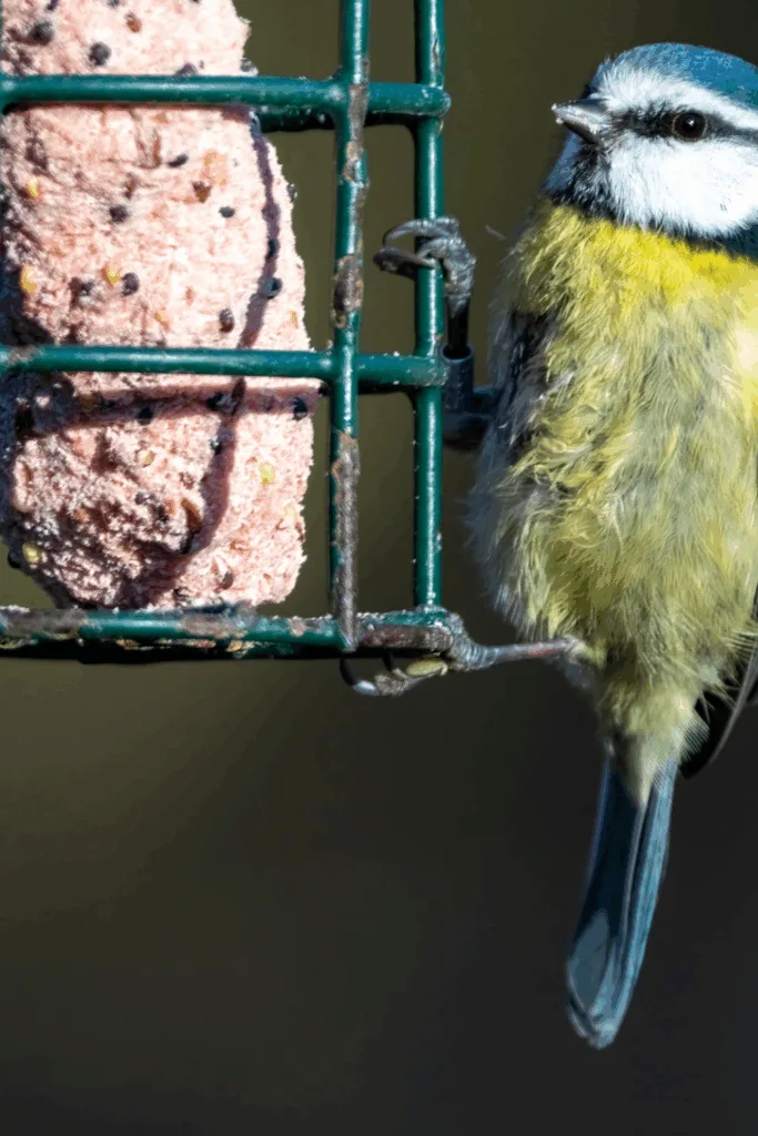 Winterdeko für Bäume und Sträucher - 6 Ideen, die deinen Garten lebendig halten Blaumeise an Futterstelle – Winterdeko für Bäume und Sträucher im Schnee