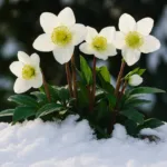 Christrosen im Schnee als stimmungsvolle Winterdeko für Weihnachten und Garten