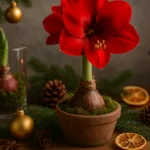 Rote Amaryllis im Topf mit Weihnachtsdeko aus Moos, Zapfen und Kerzen