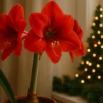 Weihnachtlich blühende Amaryllis im Topf am Fenster – pünktlich zu Weihnachten gepflegt