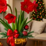Rote Amaryllis im goldenen Topf mit Weihnachtskugeln und Schleife, dekoriert im festlichen Wohnzimmer mit Baum und Kränzen.