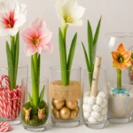 Weihnachtliche Amaryllis im Glas mit festlicher Deko in acht kreativen Varianten