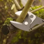 Ast wird mit Gartenschere geschnitten – Gehölze im Dezember schneiden im Garten