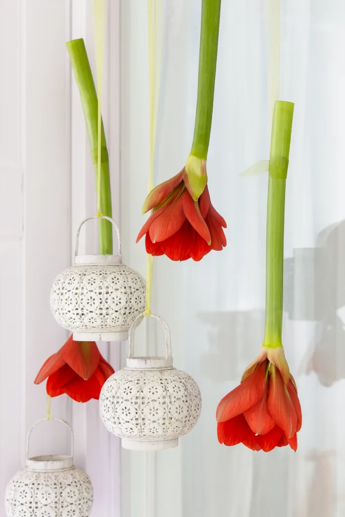 Rote Amaryllis hängt kopfüber mit weißen Laternen als Winterdeko am Fenster