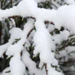 Verschneite Pflanze im Garten – diese Pflanzen im Dezember vom Schnee befreien.