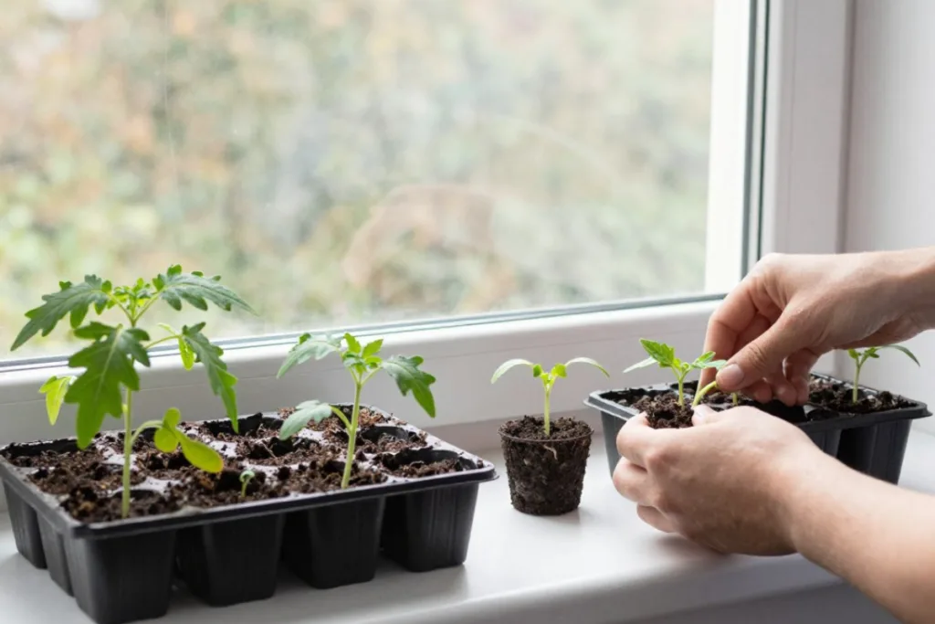 Tomaten pikieren auf der Fensterbank mit kräftigen Jungpflanzen in Anzuchttöpfen