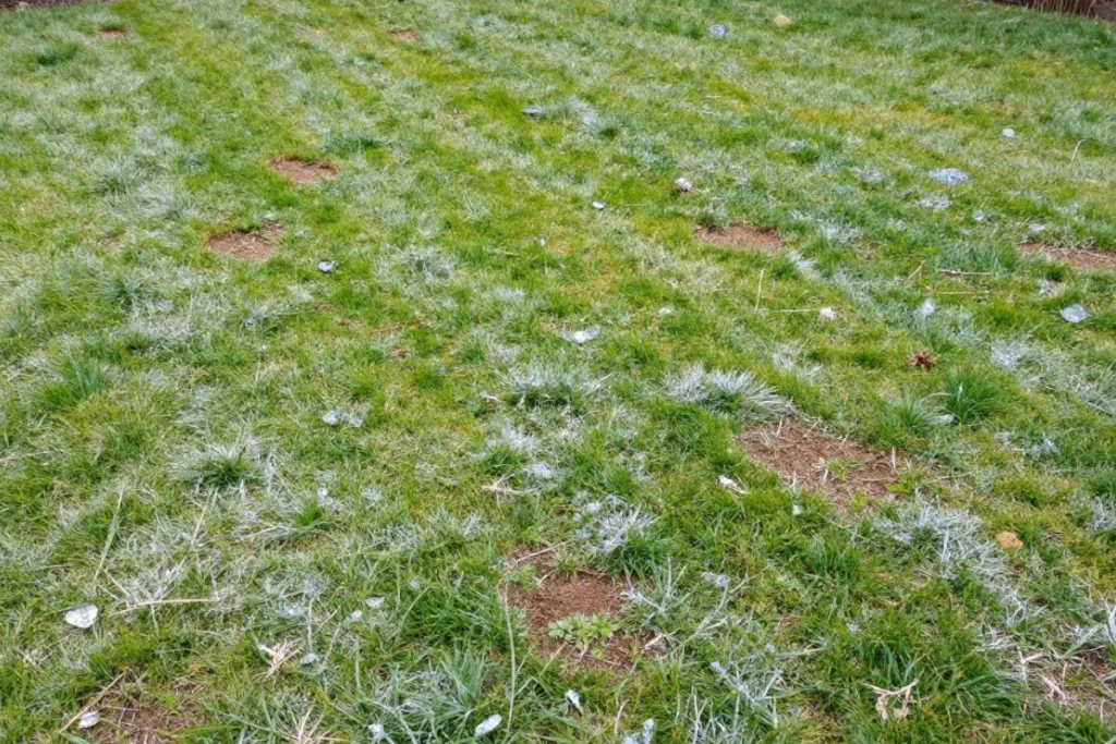 Rasen mit Frostschäden und braunen Stellen durch Kälte und Winterbelastung