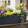 Blumenkasten Deko im April mit Frühblühern, Narzissen und Efeu auf Balkon stilvoll arrangiert