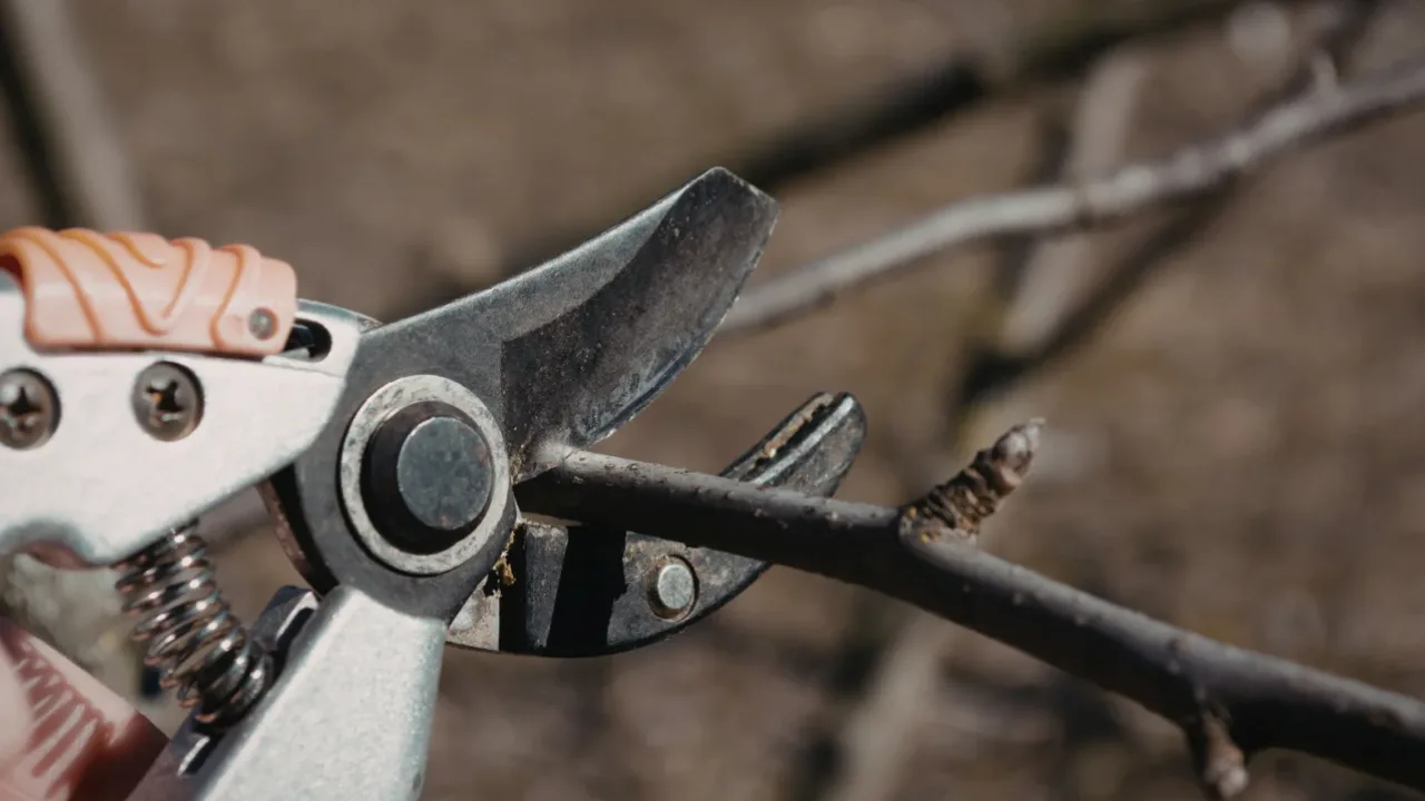 Gehölzschnitt im März mit Gartenschere an einem Zweig im Frühlingsgarten